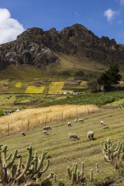 Koyun, renkli bitkileri ve Zumbahua yakın kayalık zirveleri