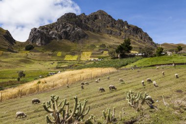 Koyun, renkli bitkileri ve Zumbahua yakın kayalık zirveleri