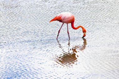Flamingolar alimentandose, galapagos