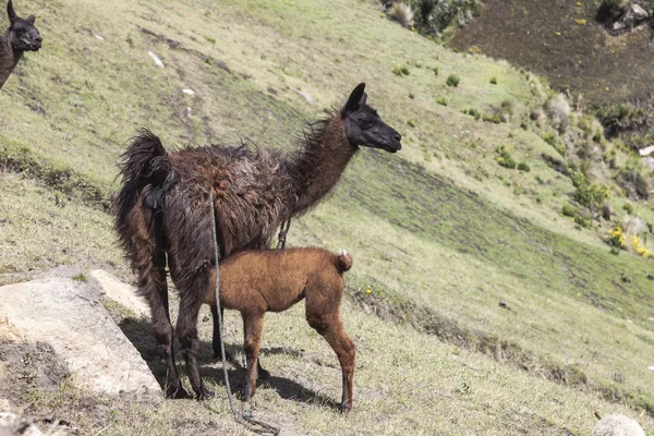 Lama voeden van haar baby — Stockfoto