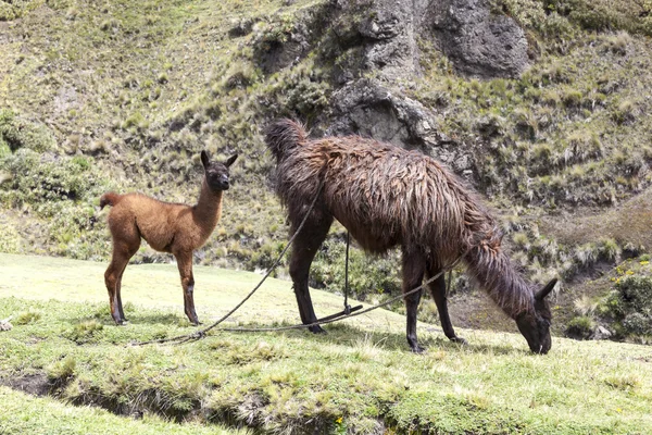 Lama volwassene die gras met haar kalf — Stockfoto