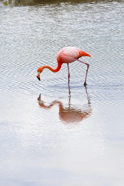 Flamingolar alimentandose, galapagos