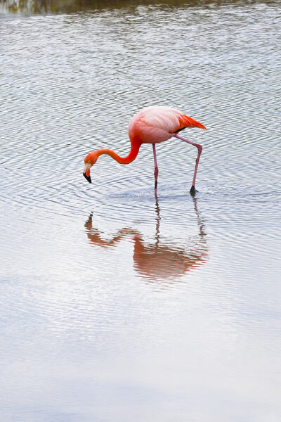 Flamingos alimentandose, Galapagos