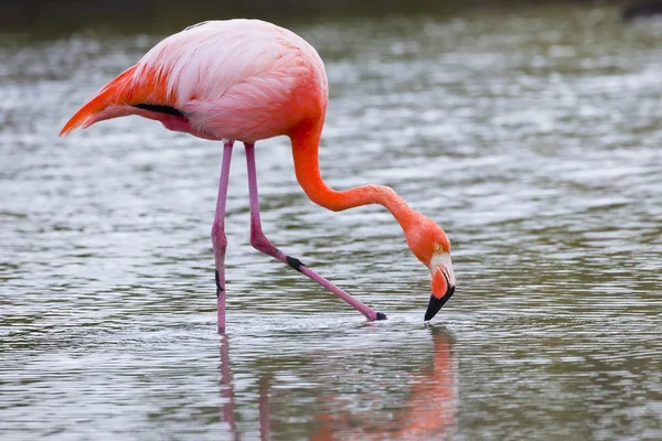 Flamingolar alimentandose, galapagos