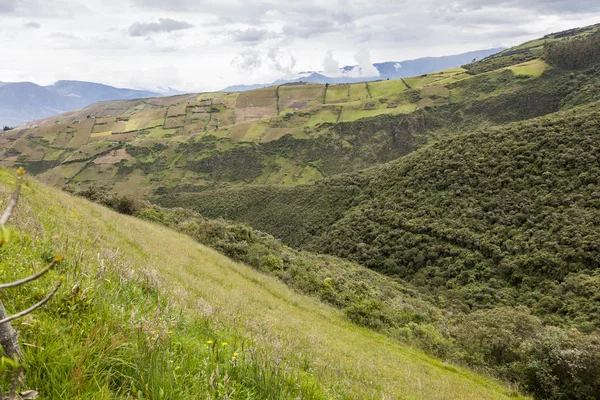 Cultivos e floresta nativa — Fotografia de Stock