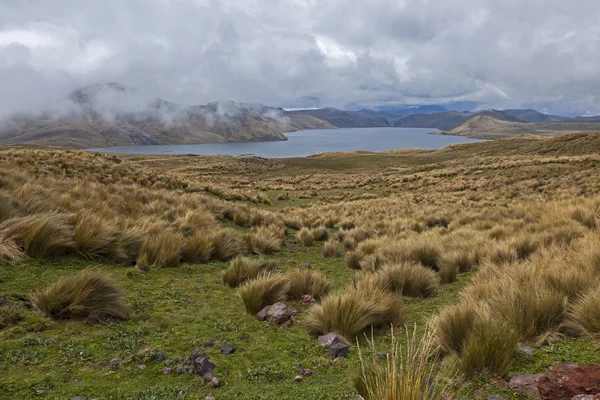 pajonales de la laguna la Mika 