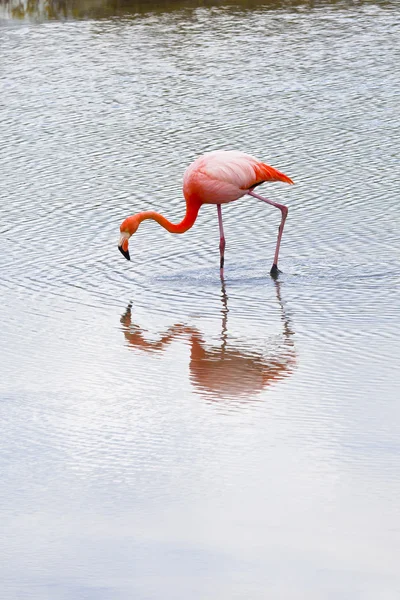 Flamingos alimentandose, Galapagos Stock Photo