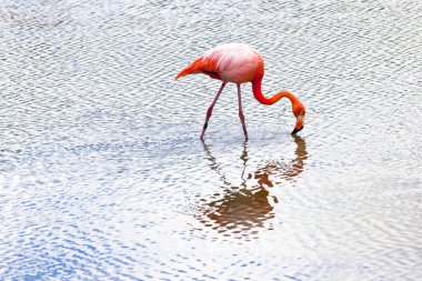 Flamingolar alimentandose tr Playa bachas, Isla Santa Cruz, Galapagos