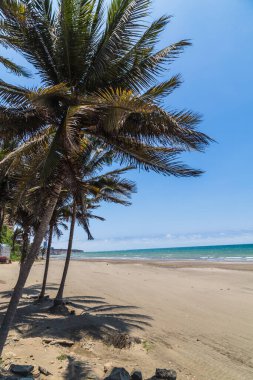 Sahilde gölgelerini yansıtan palmiye ağaçları