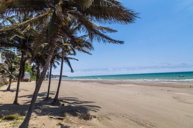 Sahilde gölgelerini yansıtan palmiye ağaçları