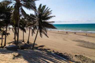 Sahilde gölgelerini yansıtan palmiye ağaçları
