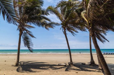 Sahilde gölgelerini yansıtan palmiye ağaçları