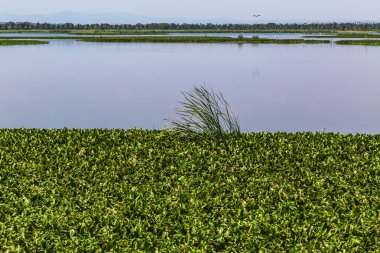La Segua sulak arazisi, Manabi bölgesinde önemli bir Ramsar.