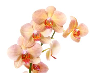 Beyaz orkide phalaenopsis
