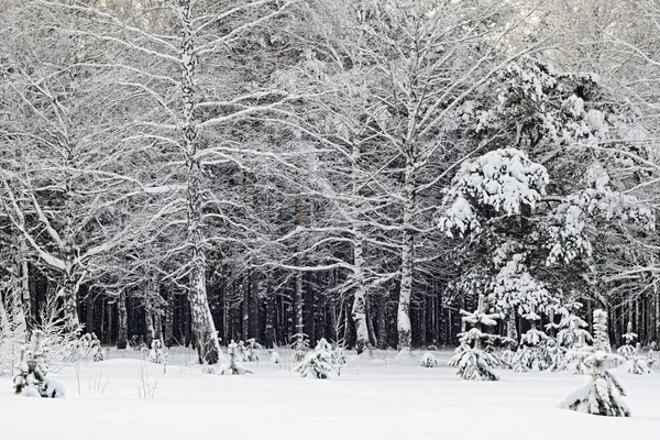 下雪的冬天，在西伯利亚 — 图库照片