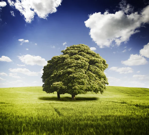 Campos verdes — Fotografia de Stock