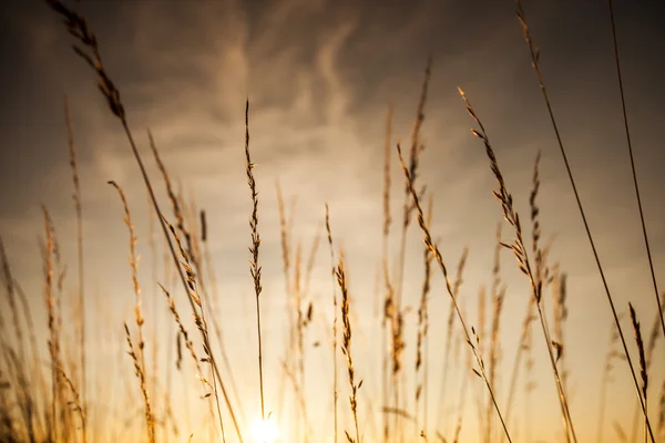 Sunset Grass — Stock Photo, Image