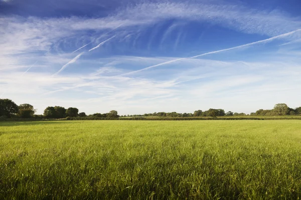 Campos verdes — Foto de Stock