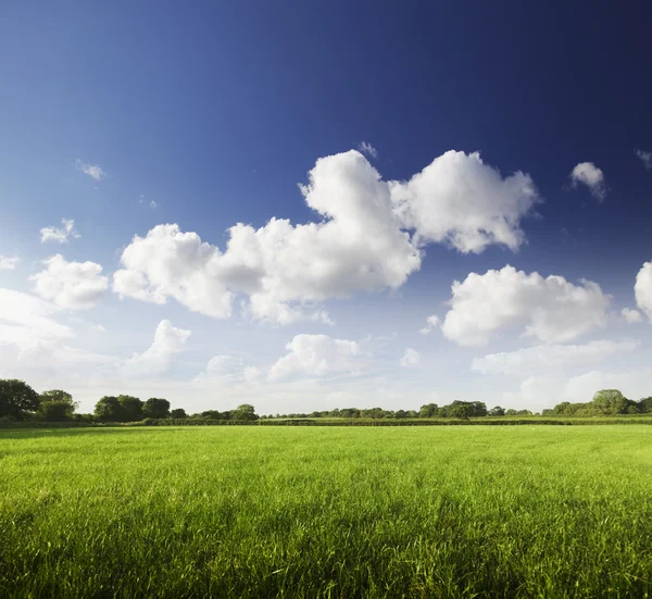 Campos verdes — Fotografia de Stock