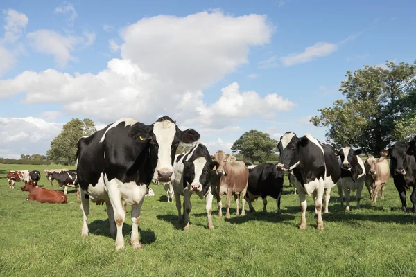 Curious Cattle — Stock Photo, Image