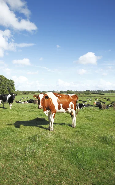 Nieuwsgierig vee — Stockfoto