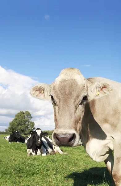 Nieuwsgierig vee — Stockfoto