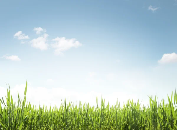 Grama verde e céu azul — Fotografia de Stock