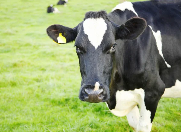 Curious Cattle — Stock Photo, Image