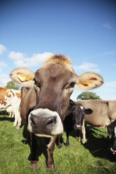 Bovine curioase — Fotografie, imagine de stoc