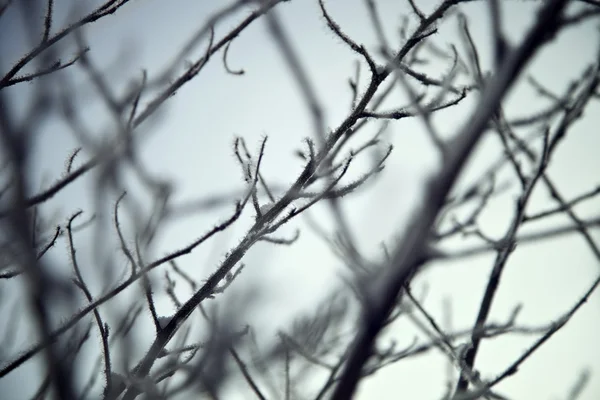 Árbol en invierno —  Fotos de Stock