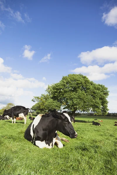 Nieuwsgierig vee — Stockfoto