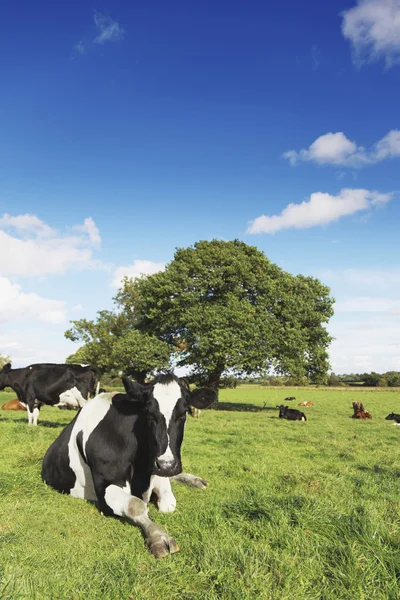 Curious Cattle — Stock Photo, Image