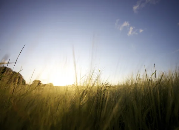 Sunset Grass — Stock Photo, Image