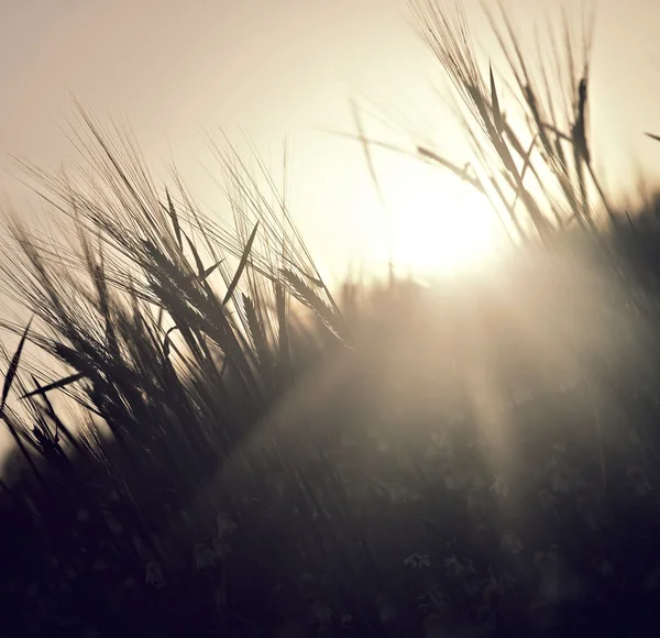 Sunset Grass — Stock Photo, Image