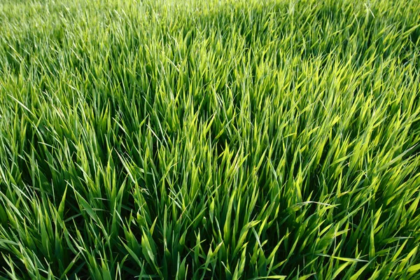 Green Grass — Stock Photo, Image