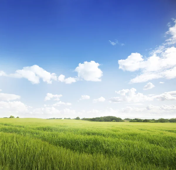 Campos verdes — Fotografia de Stock