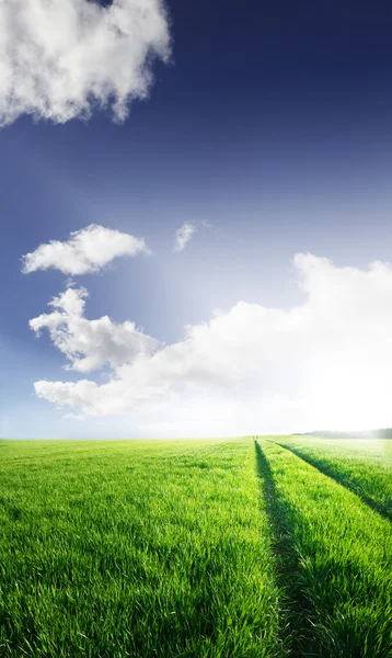 Tyre tracks in a summer field. — Stock Photo, Image