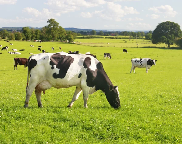 Pascolo bovino — Foto Stock