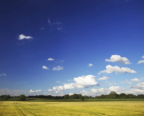 Golden Fields — Stock Photo, Image