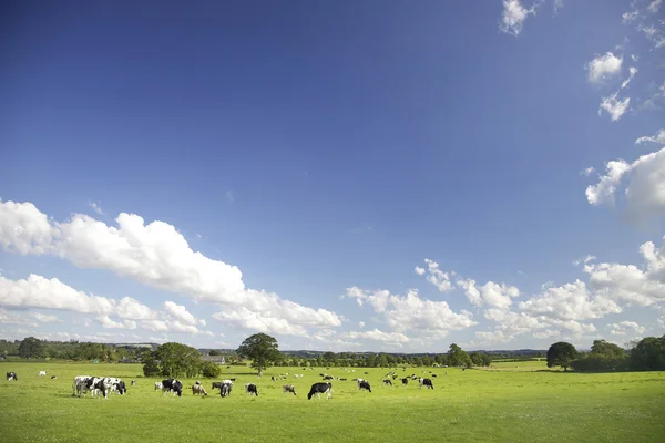 Pastoreio de bovinos — Fotografia de Stock