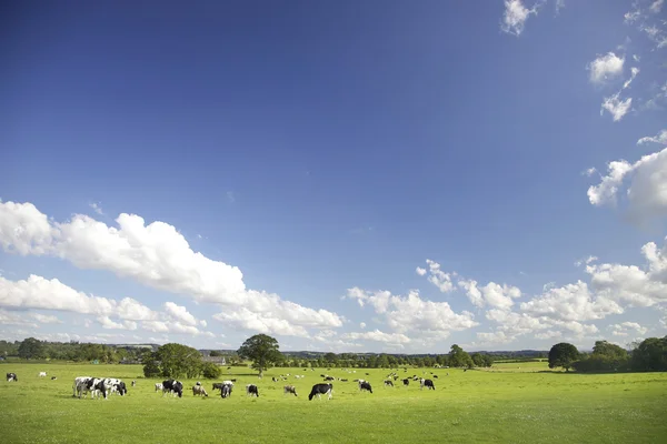 Cattle Grazing — Stock Photo, Image