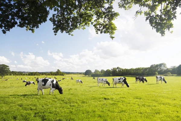 Nötkreatur betar — Stockfoto