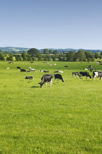 Cattle Grazing — Stock Photo, Image