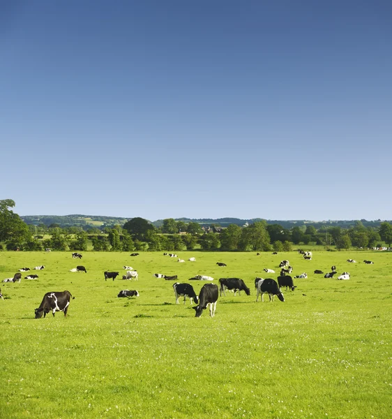 Pascolo bovino — Foto Stock