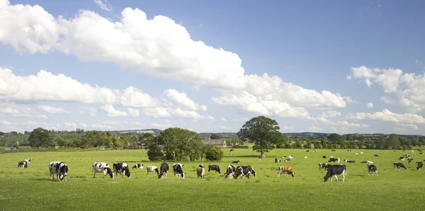 Pascolo bovino — Foto Stock