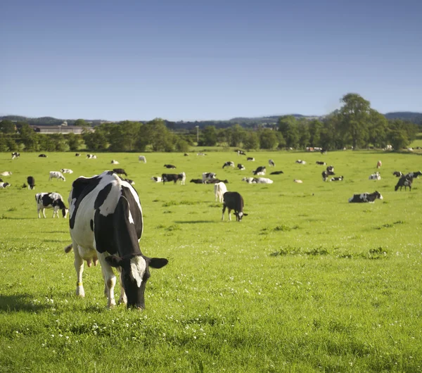 Cattle Grazing — Stock Photo, Image