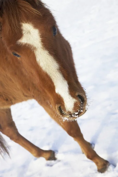 Hnědý kůň ve sněhu Stock Fotografie