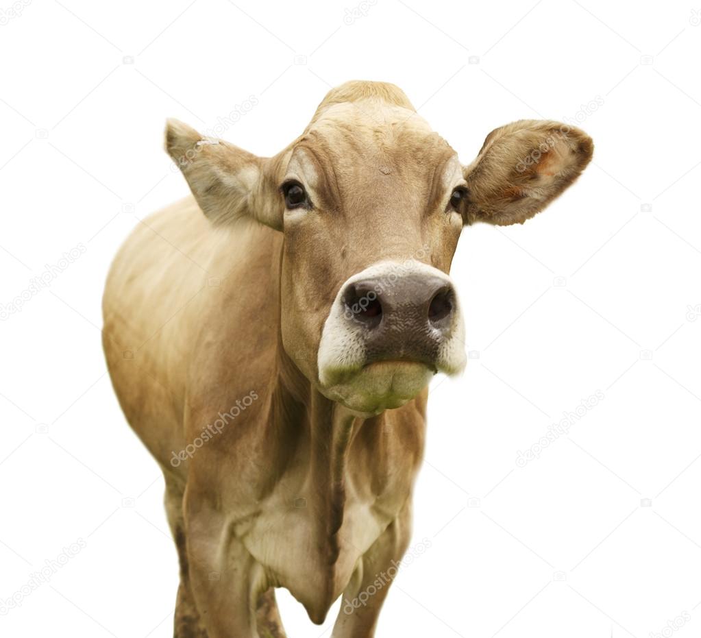 Cow looking into camera