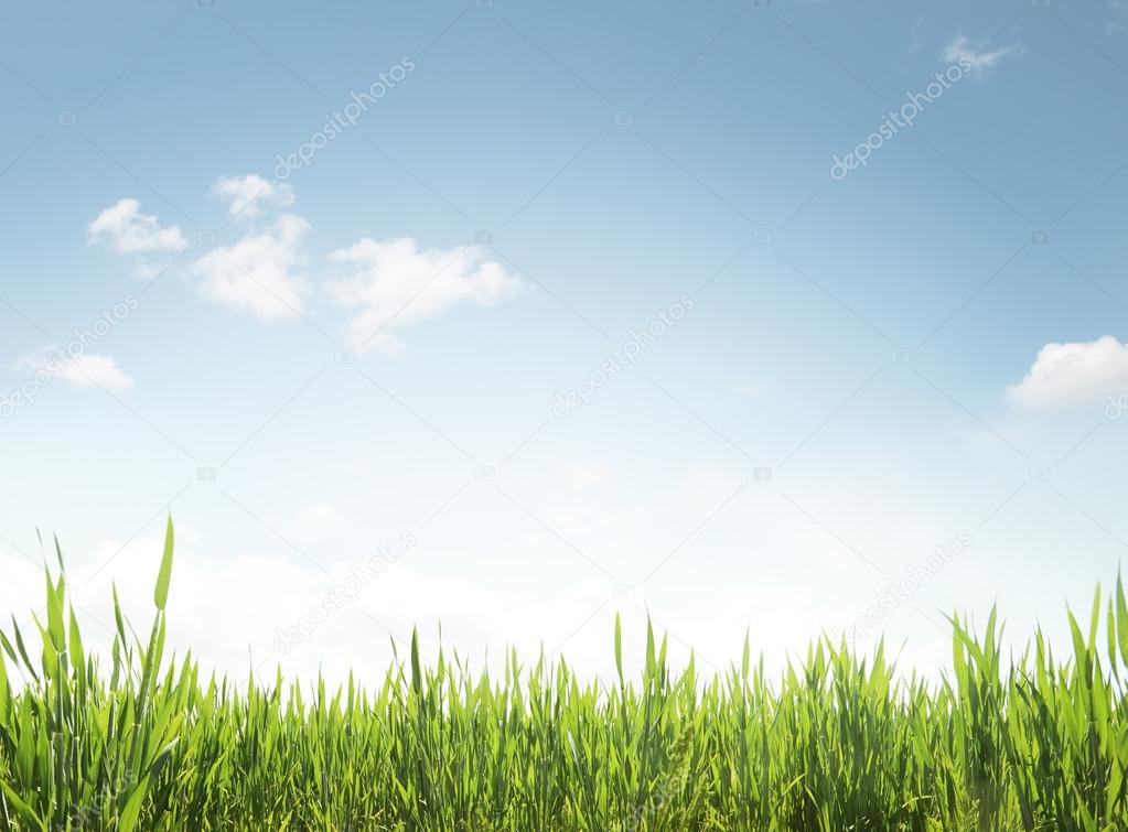 Green grass and blue sky