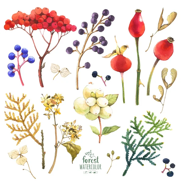 Watercolor illustration with branches, leaves and berries. — Stock Photo, Image